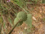 Chromolaena congesta (7)