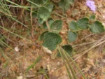 Chromolaena congesta (5)