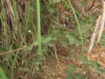 Chromolaena congesta (6)
