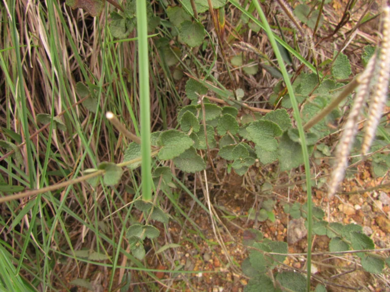 Chromolaena congesta (6)
