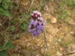 Chromolaena congesta (1)