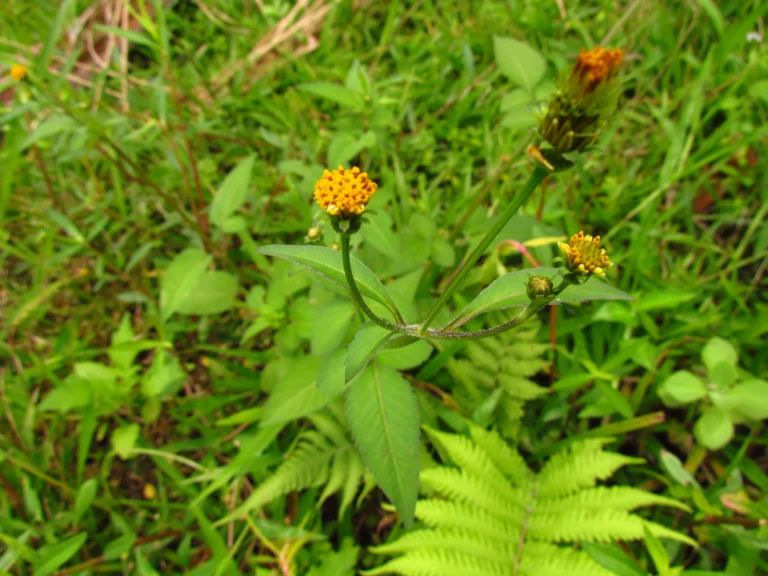Bidens pilosa (21)