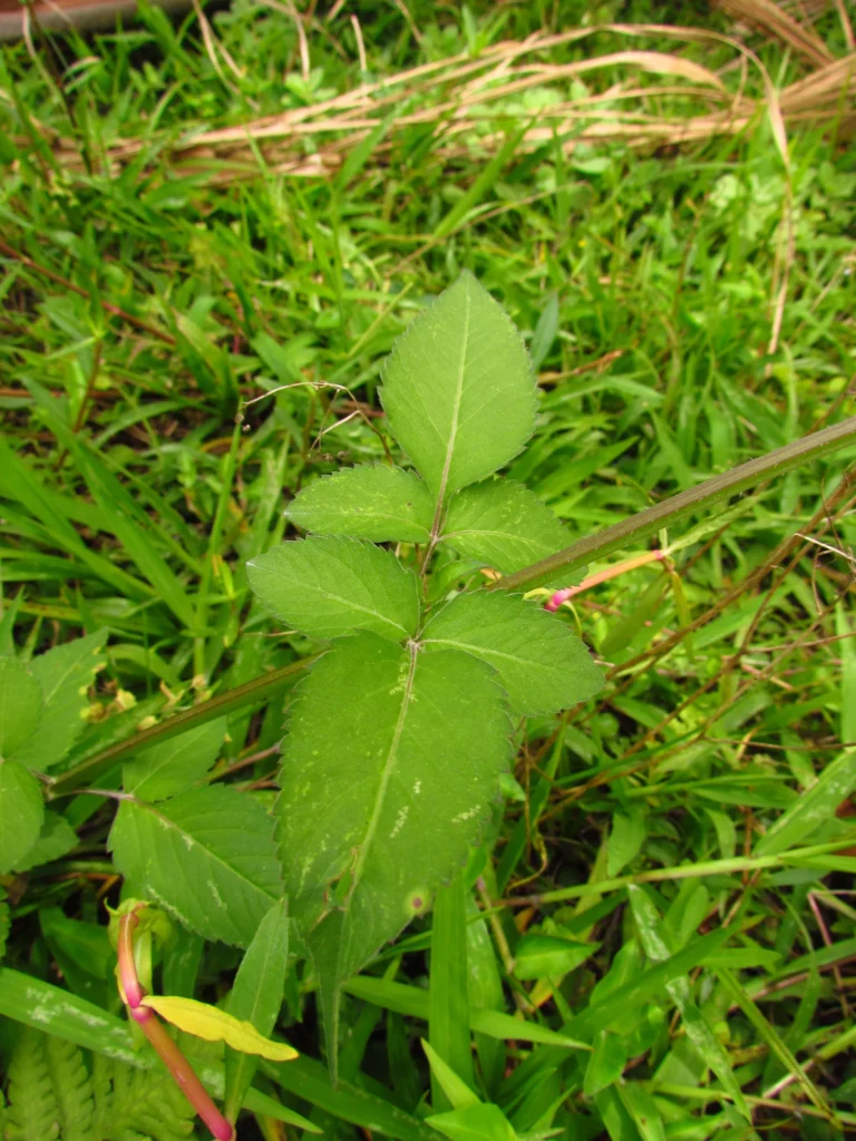 Bidens pilosa (16)