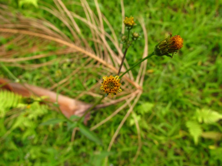 Bidens pilosa (17)