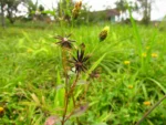 Bidens pilosa (14)