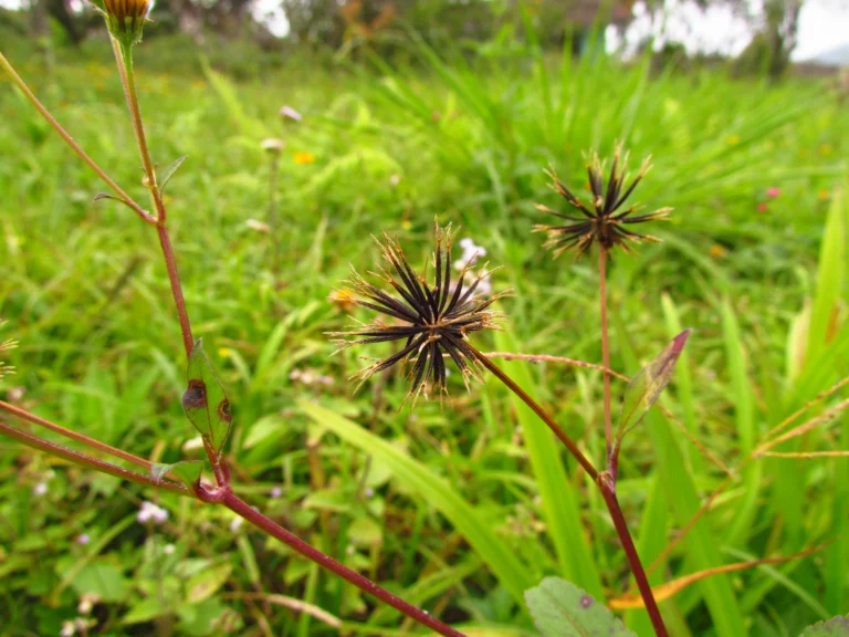 Bidens pilosa (15)