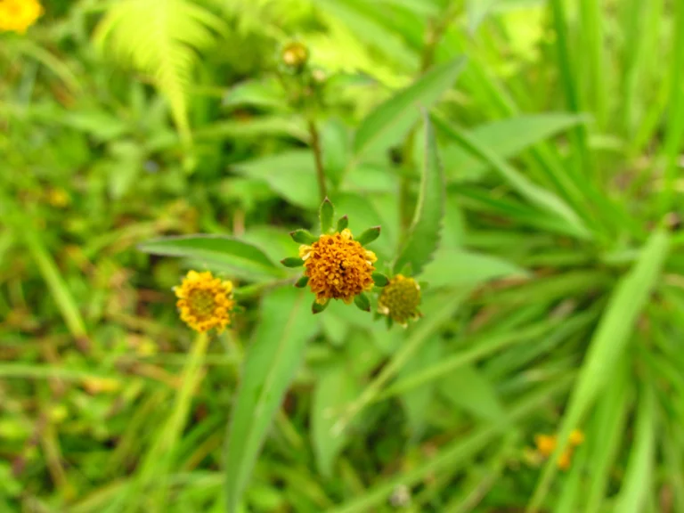 Bidens pilosa (13)