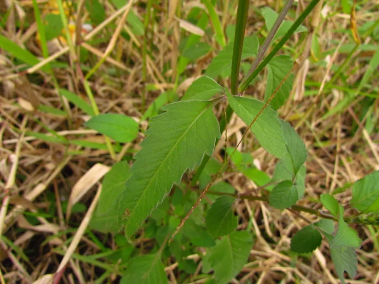 Bidens pilosa (12)