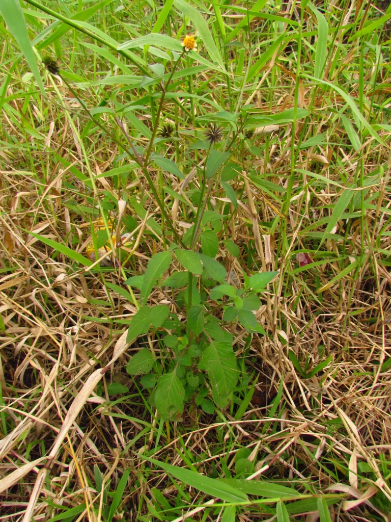 Bidens pilosa (10)