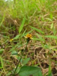Bidens pilosa (7)