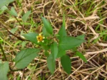 Bidens pilosa (8)