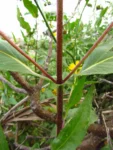Bidens laevis (6)