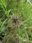 Bidens bipinnata (10)