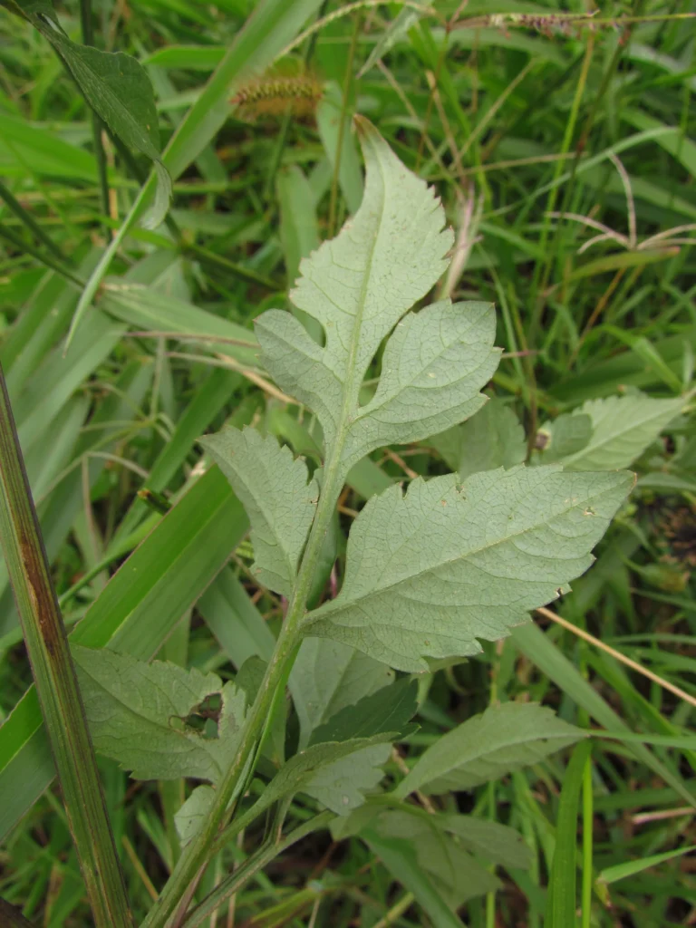 Bidens bipinnata (11)