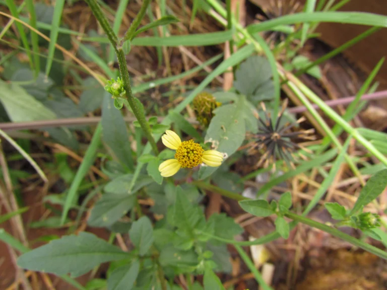 Bidens bipinnata (9)