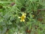 Bidens bipinnata (6)