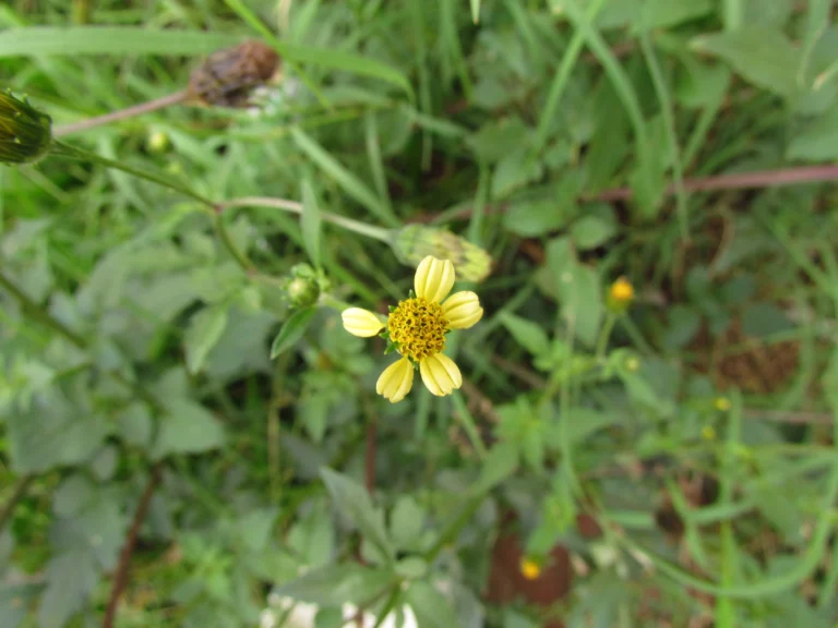 Bidens bipinnata (6)