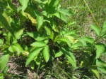 Bidens alba (17)