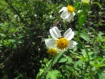 Bidens alba (16)
