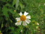 Bidens alba (13)