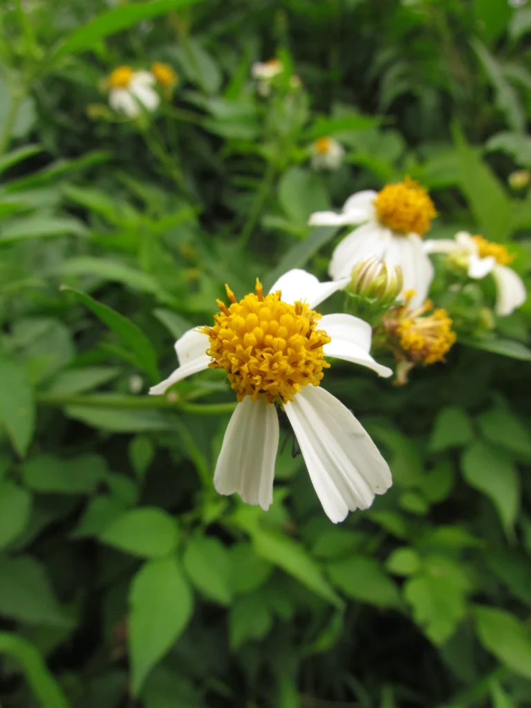 Bidens alba (10)