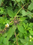 Bidens alba (12)