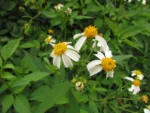 Bidens alba (9)
