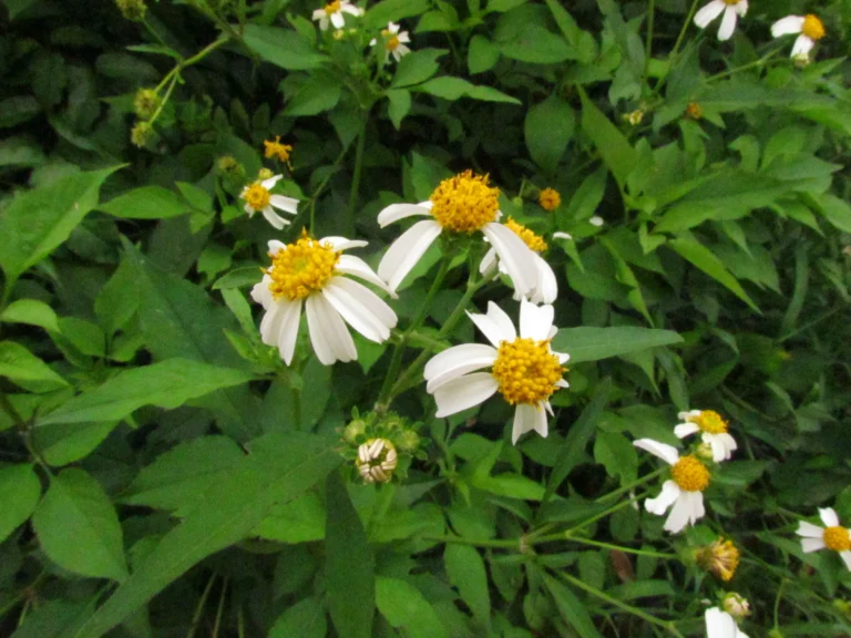 Bidens alba (6)