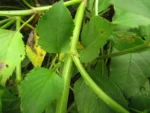 Bidens alba (3)