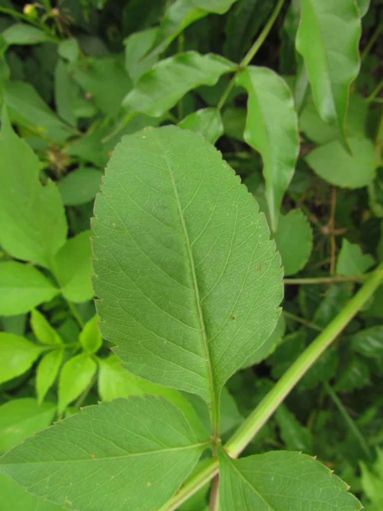Bidens alba (1)