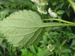 Austroeupatorium picturatum (18)