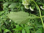 Austroeupatorium picturatum (17)