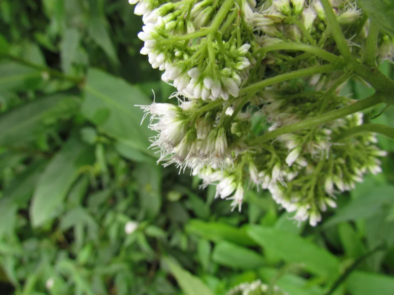 Austroeupatorium picturatum (15)