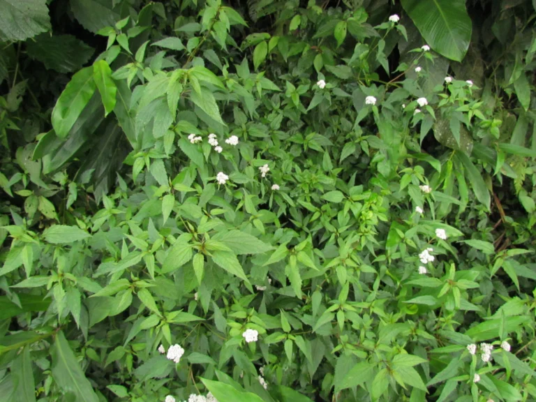 Austroeupatorium picturatum (12)