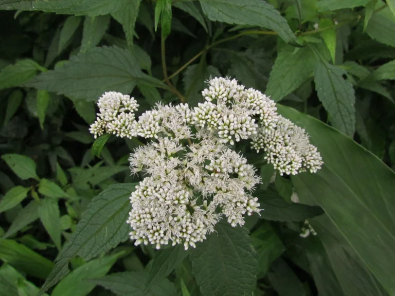 Austroeupatorium picturatum (13)