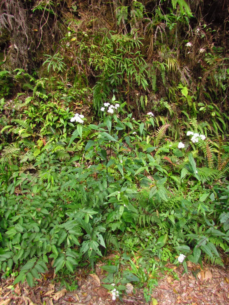 Austroeupatorium picturatum (10)