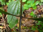 Austroeupatorium picturatum (9)