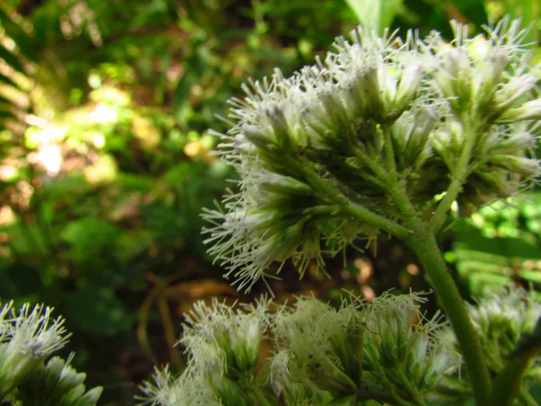 Austroeupatorium picturatum (7)