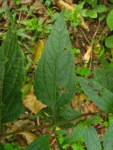 Austroeupatorium picturatum (5)
