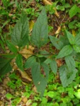 Austroeupatorium picturatum (4)