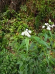 Austroeupatorium picturatum (1)