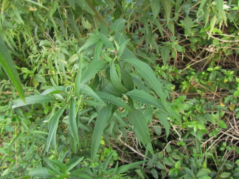 Austroeupatorium inulifolium (16)