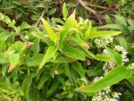 Austroeupatorium inulifolium (12)