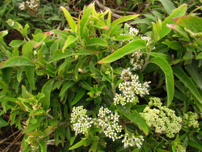 Austroeupatorium inulifolium (11)