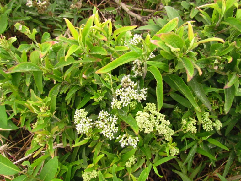Austroeupatorium inulifolium (9)