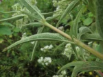 Austroeupatorium inulifolium (6)