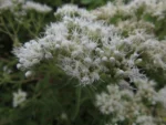 Austroeupatorium inulifolium (3)