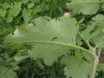 Arctium minus (11)