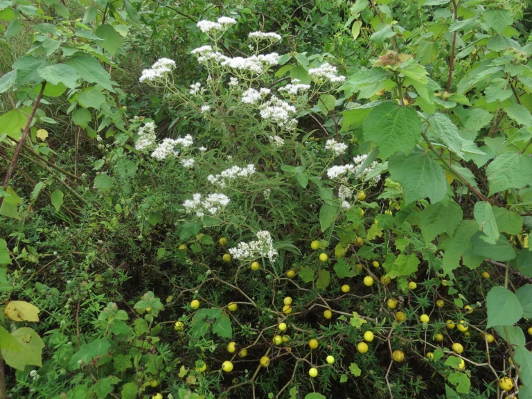 Austroeupatorium inulifolium (1)