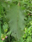 Arctium minus (9)